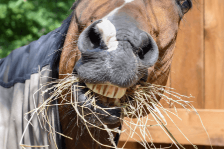 Pferd Umwelt Ern&auml;hrung Heu